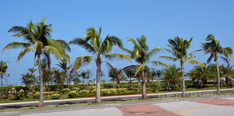 新埠島國際游艇碼頭→白沙門公園→世紀大橋→萬綠園→秀英港→西海岸會展中心 新埠島國際游艇碼頭→白沙門公園→世紀大橋→萬綠園→秀英港→西海岸會展中心